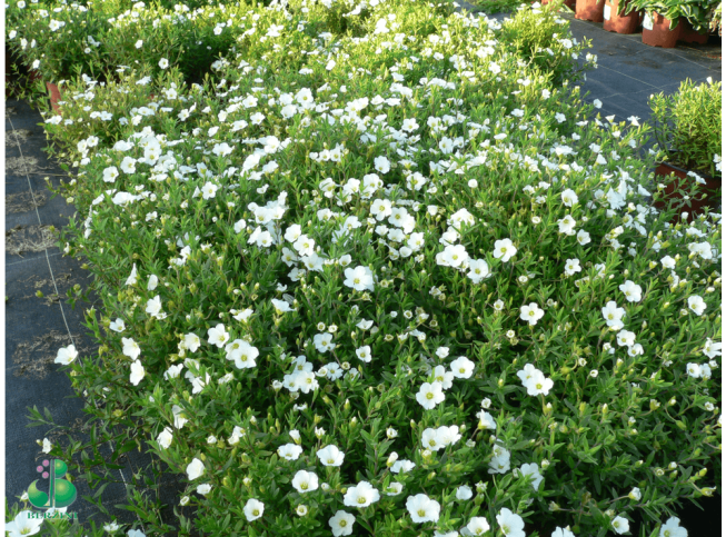 Arenaria montana